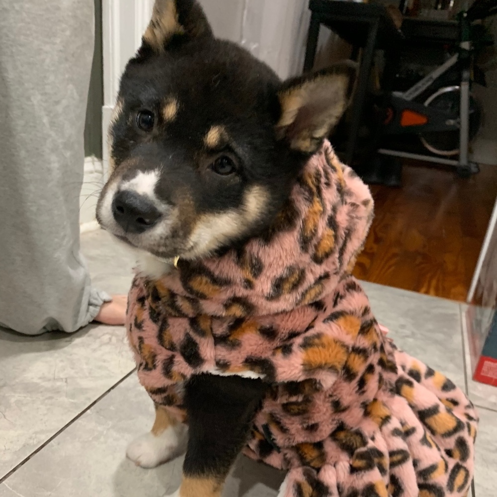 Meet your Posher, Snigdha